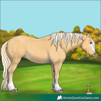 Horse Color:Palomino 