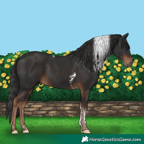 Horse Color:Liver Chestnut Tobiano 