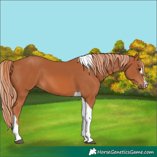 Horse Color:Chestnut Tobiano