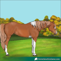 Horse Color:Chestnut Tobiano