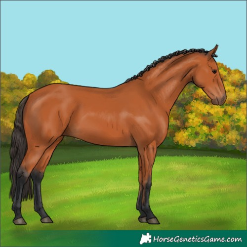 Horse Color:Bay 