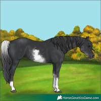 Horse Color:White Spotted Black 