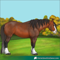 Horse Color:Bay Splash 