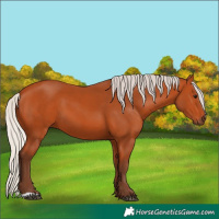 Horse Color:Silver Bay 
