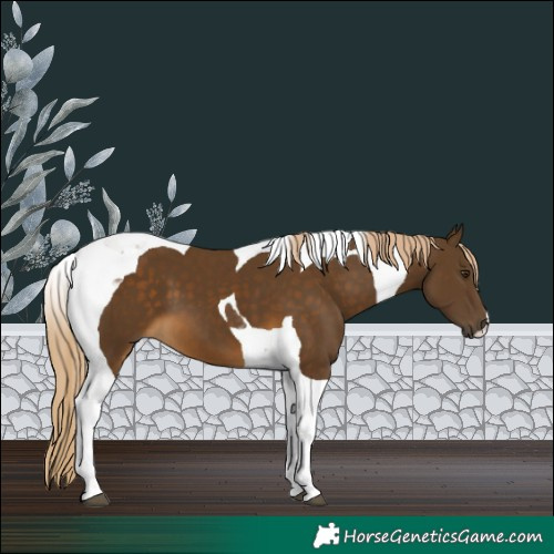 Horse Color:Chocolate Palomino Tobiano 