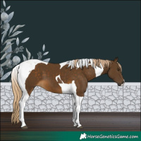 Horse Color:Chocolate Palomino Tobiano 