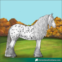 Horse Color:Black Appaloosa Rabicano 
