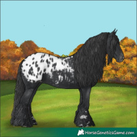 Horse Color:Black Appaloosa Rabicano 