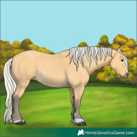 Horse Color:Silver Buckskin 