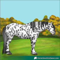 Horse Color:Black Appaloosa Rabicano 