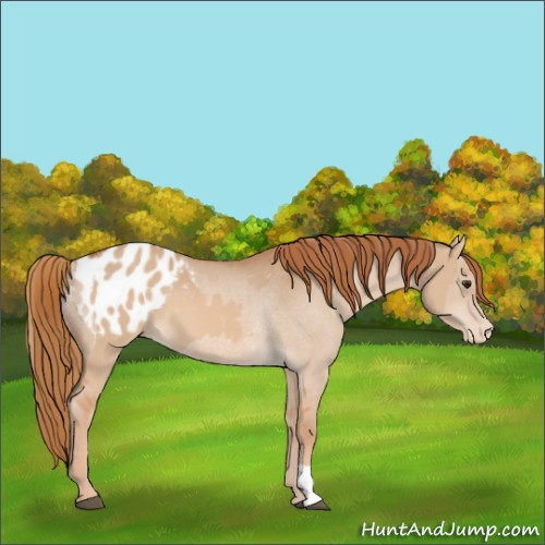 Horse Color:Red Dun Appaloosa  and Red Dun Appaloosa Rabicano 