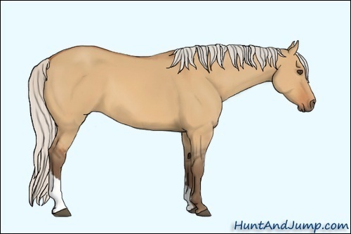 Horse Color:Silver Bay Dun Sabino Tobiano