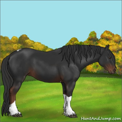 Horse Color:Liver Chestnut Tobiano