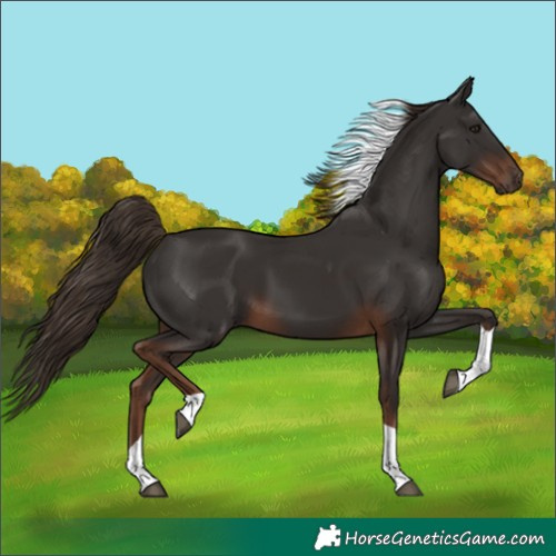 Horse Color:Liver Chestnut Tobiano 