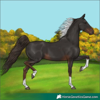Horse Color:Liver Chestnut Tobiano
