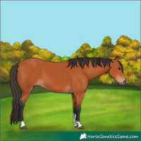 Horse Color:Bay Tobiano 