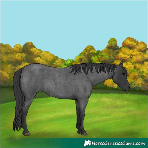 Horse Color:Blue Roan