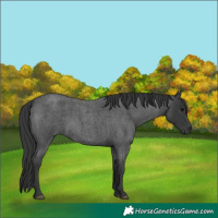 Horse Color:Blue Roan 