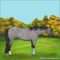 Horse Color:Grullo Roan Tobiano 