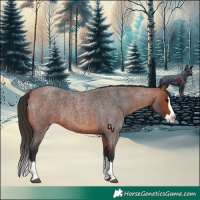 Horse Color:Bay Roan Splash 