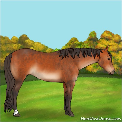 Horse Color:Bay and Bay