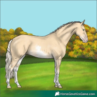 Horse Color:White Spotted Gold Cream Champagne 