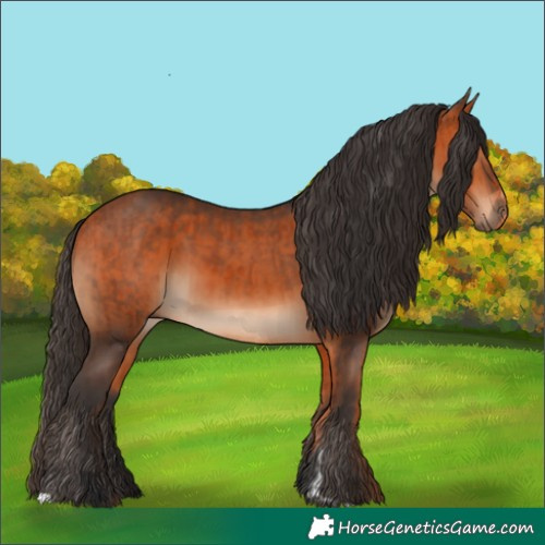 Horse Color:Bay  and Bay 