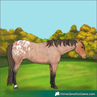Horse Color:Bay Roan Appaloosa 