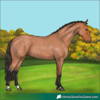 Horse Color:Bay Roan 