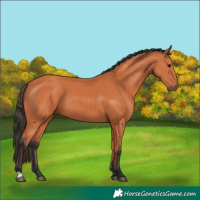 Horse Color:Bay 