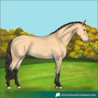 Horse Color:Buckskin 