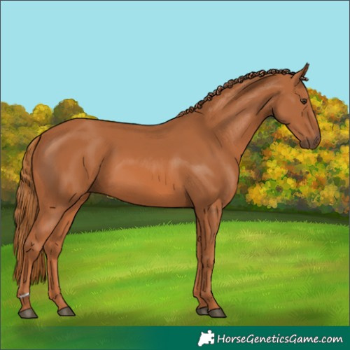 Horse Color:Chestnut 