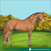 Horse Color:Chestnut 