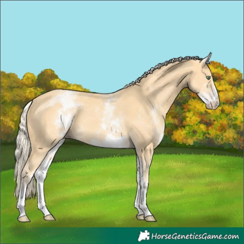 Horse Color:White Spotted Gold Cream Champagne 