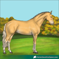 Horse Color:Palomino 