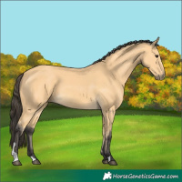 Horse Color:Buckskin 