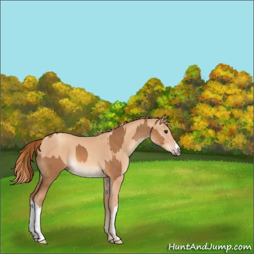 Horse Color:Chestnut  and Gold Champagne 