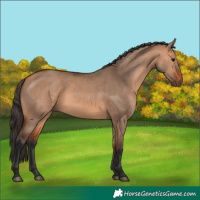 Horse Color:Bay Dun 