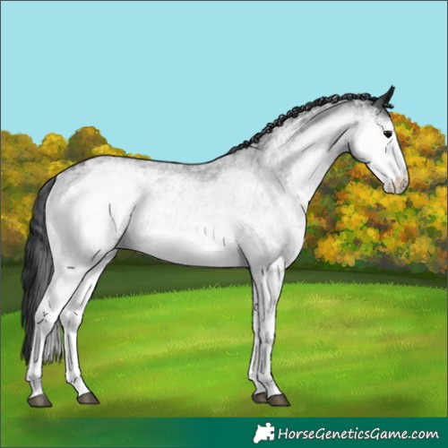 Horse Color:White Spotted Black