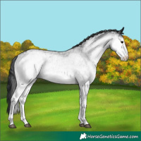 Horse Color:White Spotted Black 