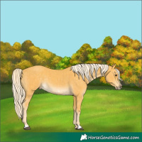 Horse Color:Palomino and Palomino Frame