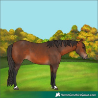 Horse Color:Bay 