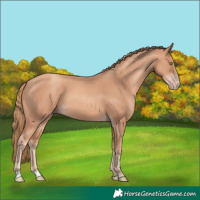 Horse Color:Gold Champagne 