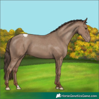 Horse Color:Classic Champagne Appaloosa 