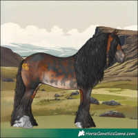Horse Color:Black  and Bay 
