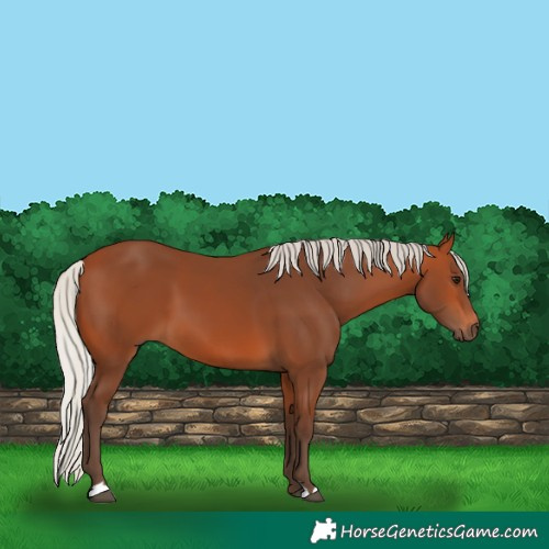 Horse Color:Silver Bay 
