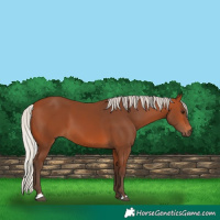 Horse Color:Silver Bay 