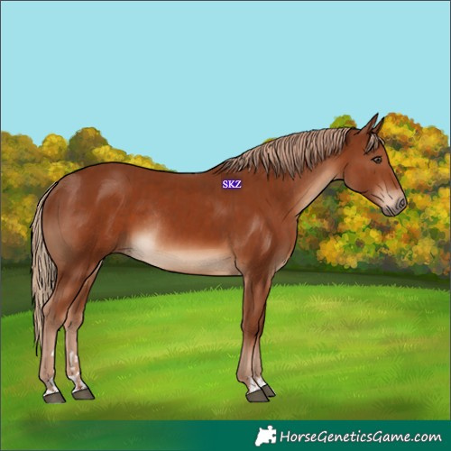 Horse Color:Chestnut  and Chestnut Rabicano 