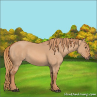Horse Color:Red Dun