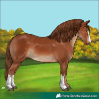 Horse Color:Chestnut  and Chestnut 